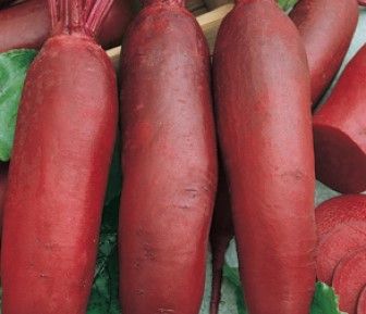 Cékla Cylindra  50 g termék képe