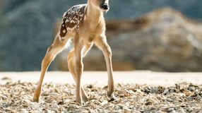 Újszülött Bambik a bécsi állatkertben
