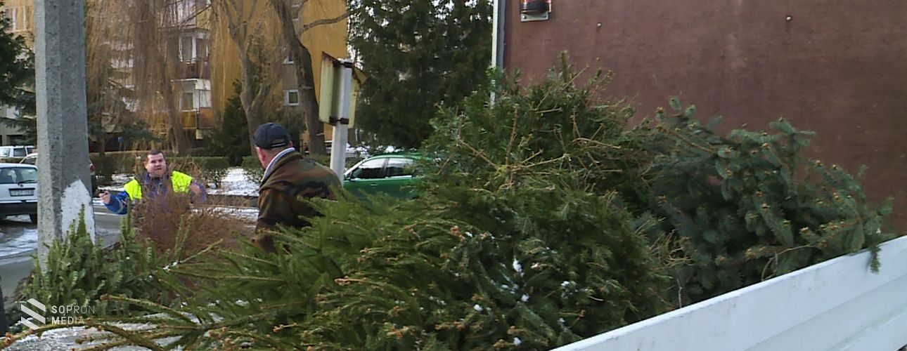 Sopronban is gyűjtik a karácsonyfákat