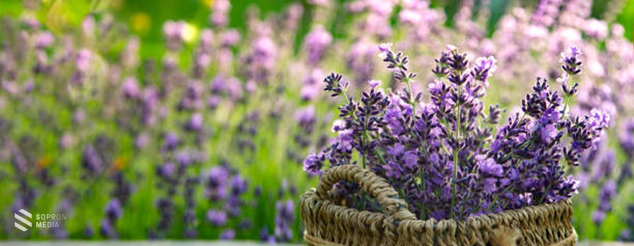 A varázslatos levendula
