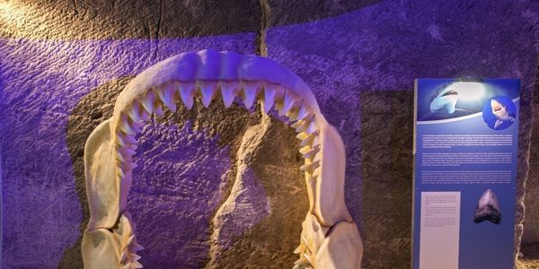 Paleontological presentation