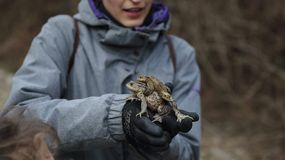 Javában zajlik a békamentés a Fehér úti tónál