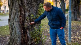 Betegek és veszélyesek az idős nyárfák, ezért új fákat telepítenek a Deák térre