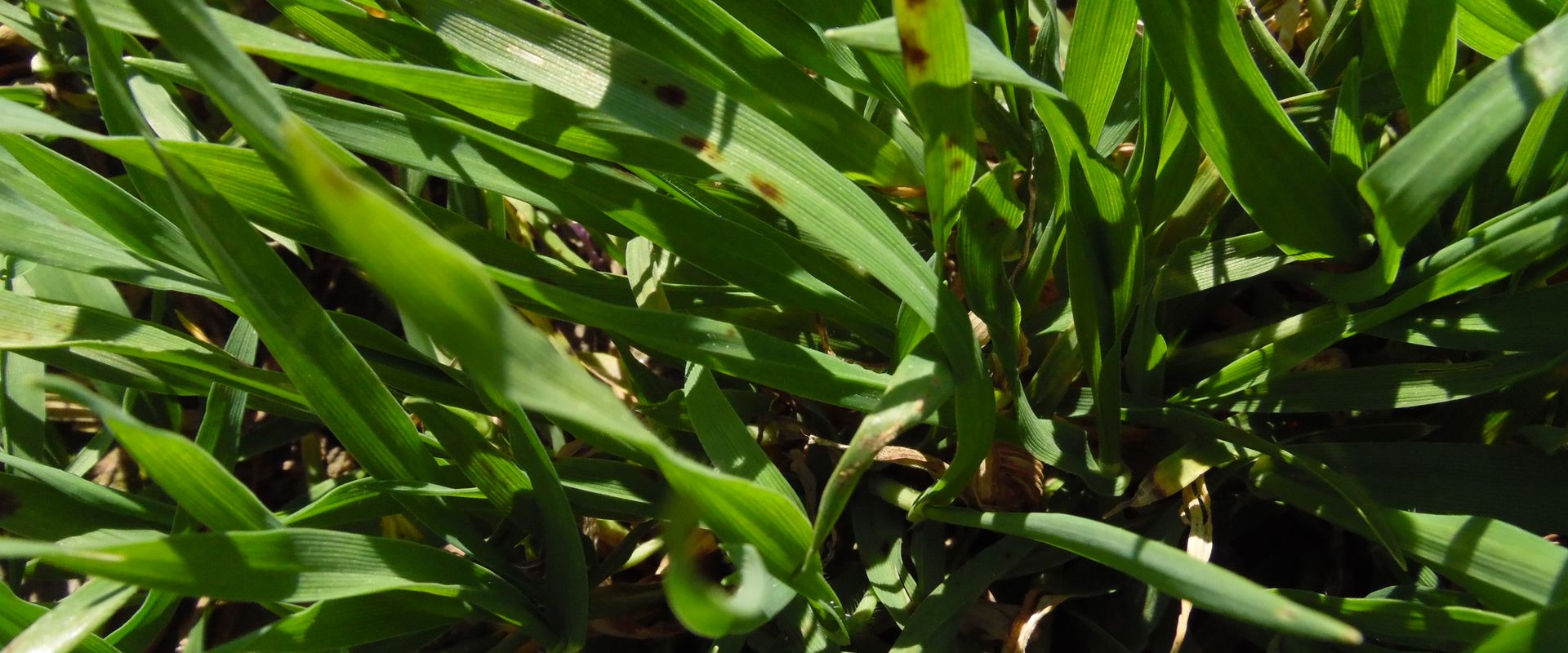Agrofil-SZMI Kft.