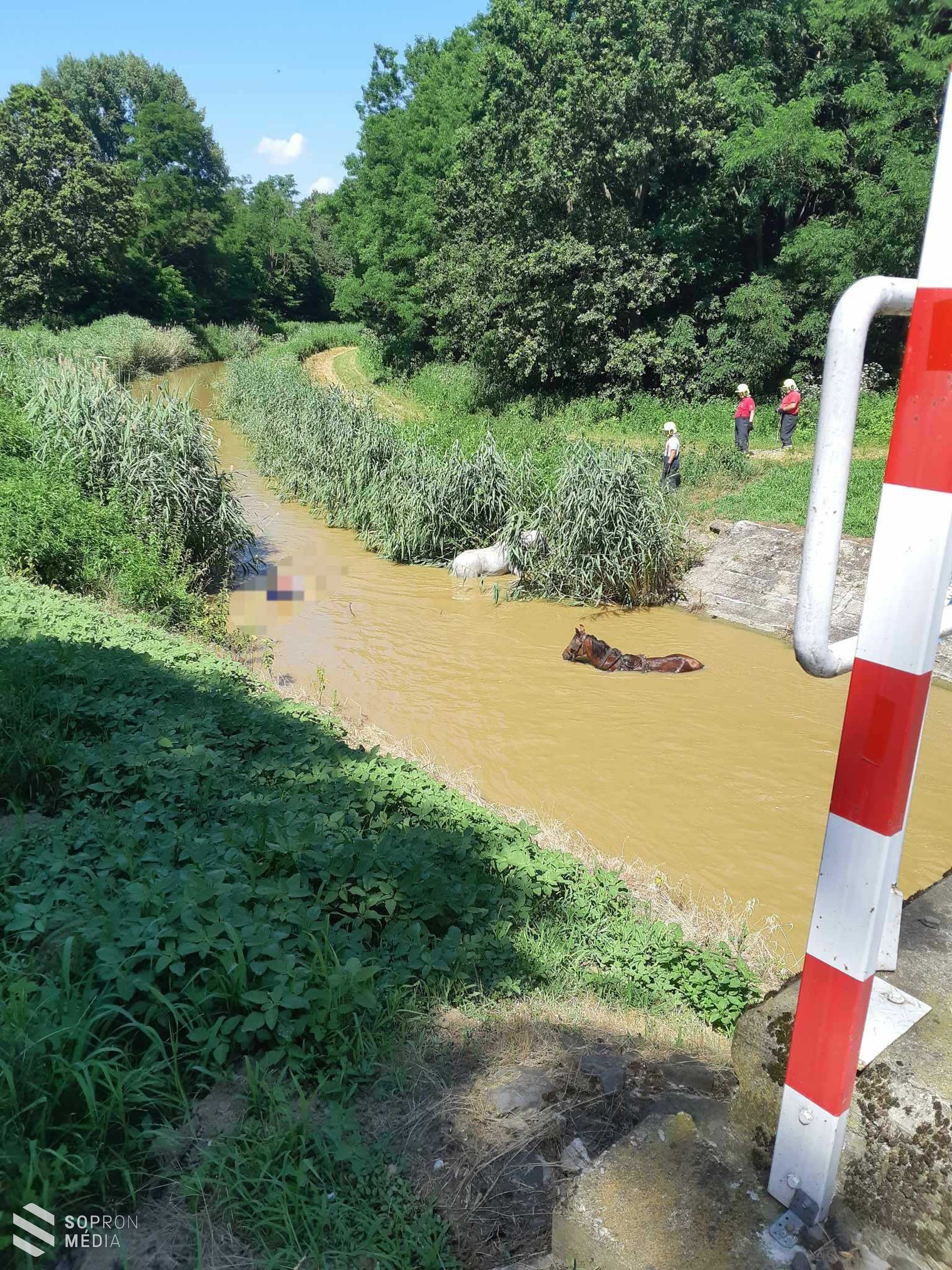 Lovakat mentettek ki a vízből a répcelaki tűzoltók