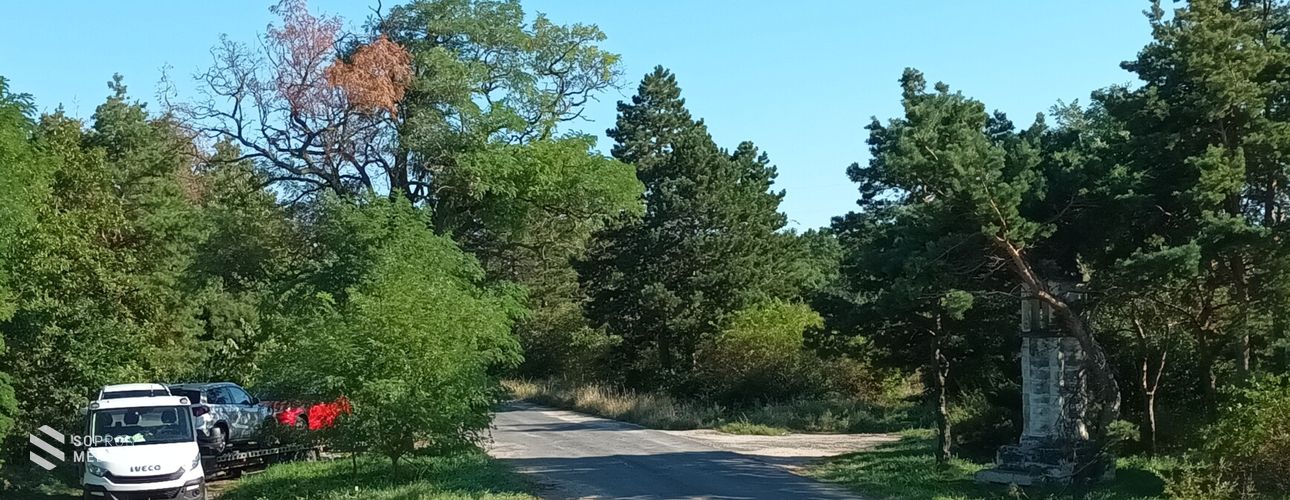 Eltávolítja a kiszáradt fákat a TAEG Zrt.