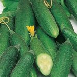 Uborka Mohikán  25 g termék képe