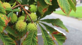 Figyelem! Két napig tart a permetezés Sopronban!