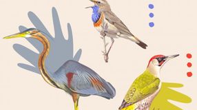 Melyik madár legyen az év madara 2022-ben?
