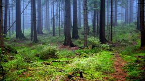 Elérhetők a legfrissebb adatok a magyar erdőkkel kapcsolatban!