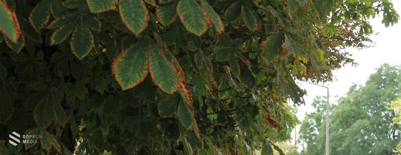 Vadgesztenye- és platánfákat permeteztek Sopronban