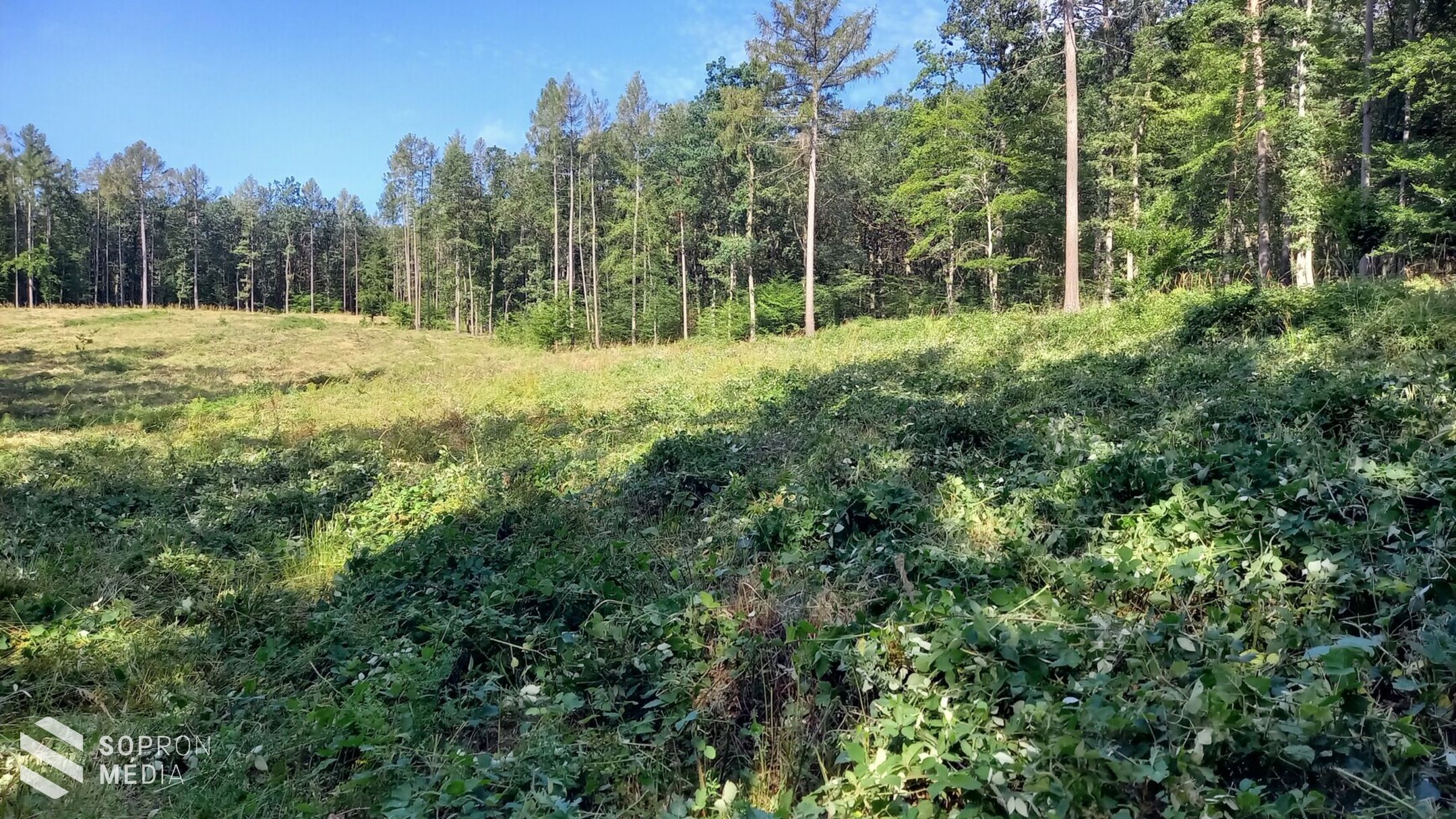 Sok csapadék, több ápolás