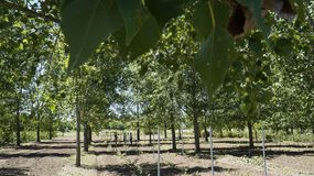 Érik a málna a fák alatt – agrárerdészeti innováció a Soproni Egyetem és a MATE együttműködésében