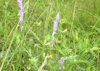 Tiszadorogmai Göbe-erdő