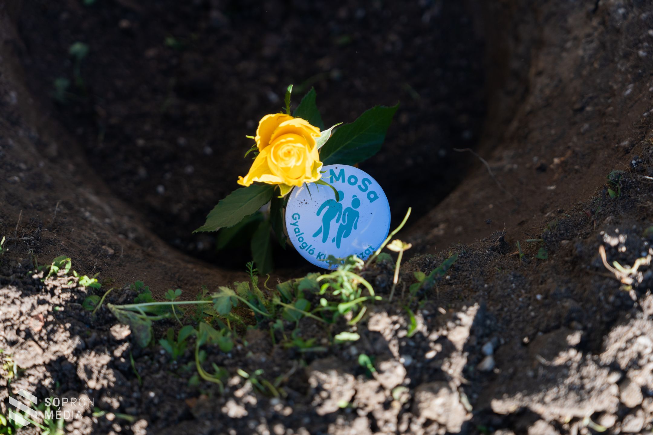 Emlékfát ültettek Monspart Sarolta tájfutó világbajnok tiszteletére