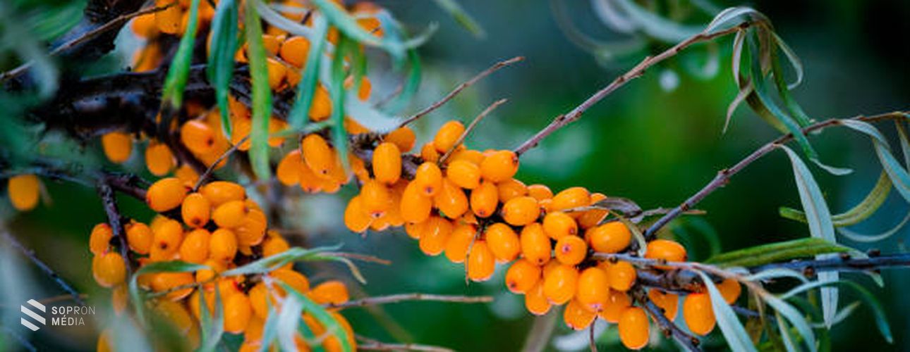 A gyógyító homoktövis