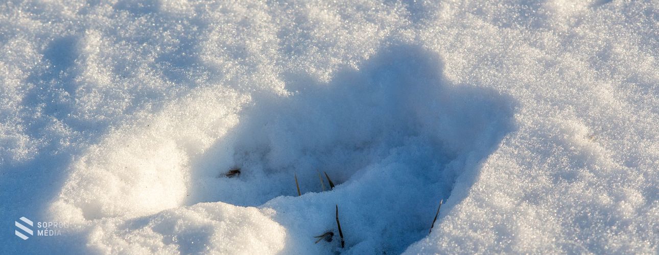 Kutatás a vadállatok nyomai után Sopronban