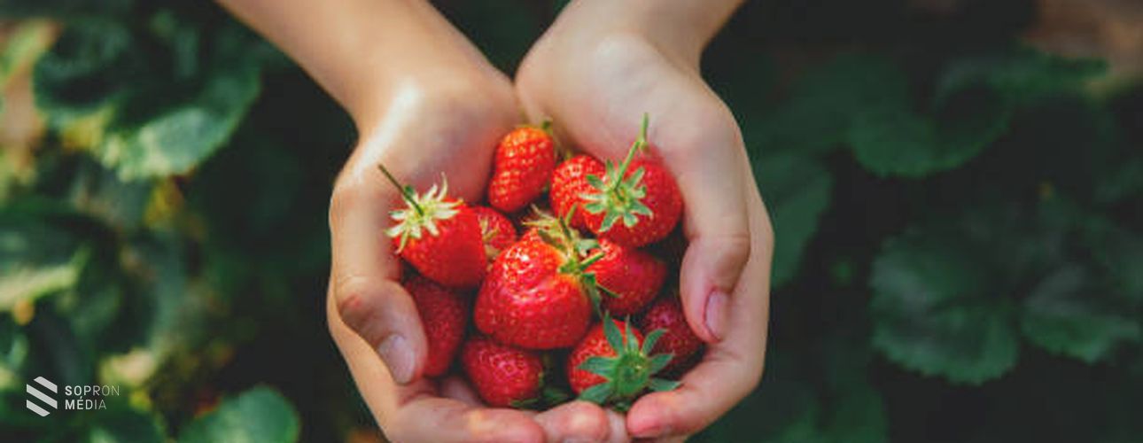 Az eper nemcsak finom, hanem egészséges is!