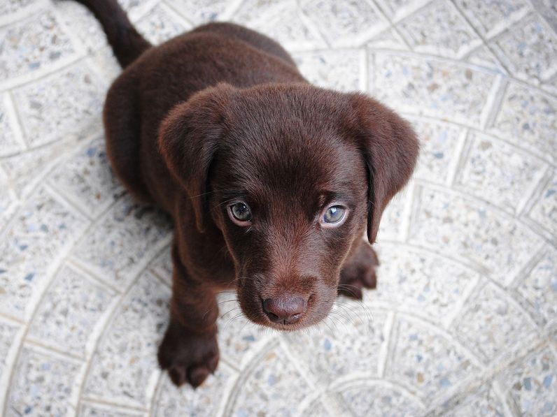 Komoly lépést tesz a NÉBIH az állatkínzó kutyaszaporítók ellen