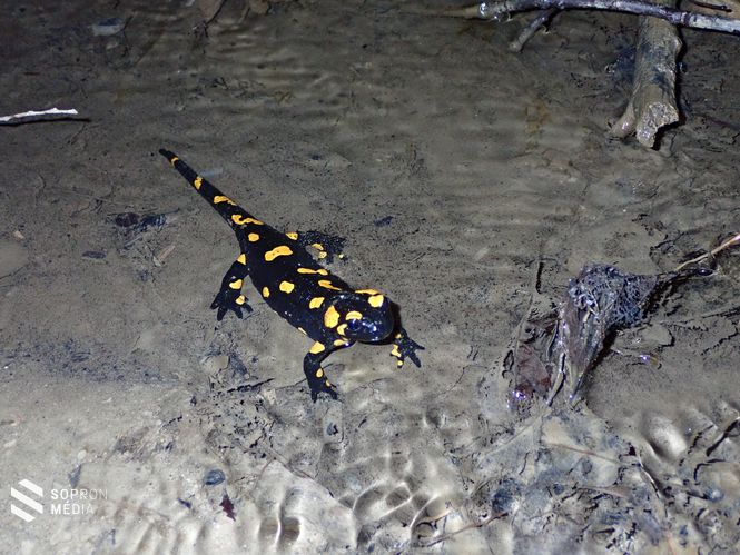 Sekély vízbe lárváit éppen beengedő szalamandra nőstény 