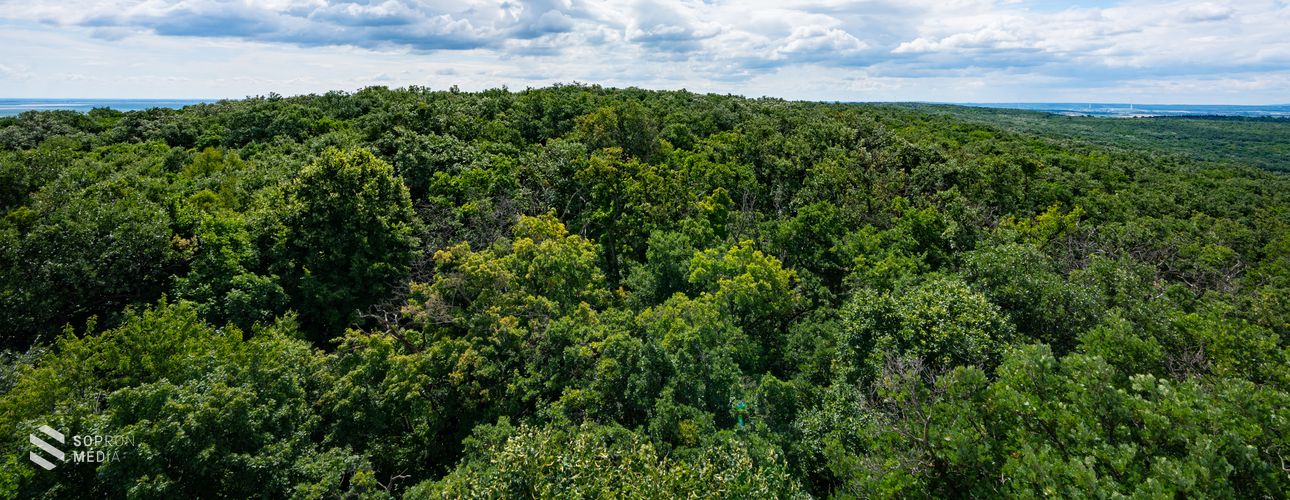 Március huszonegyedike az erdők világnapja