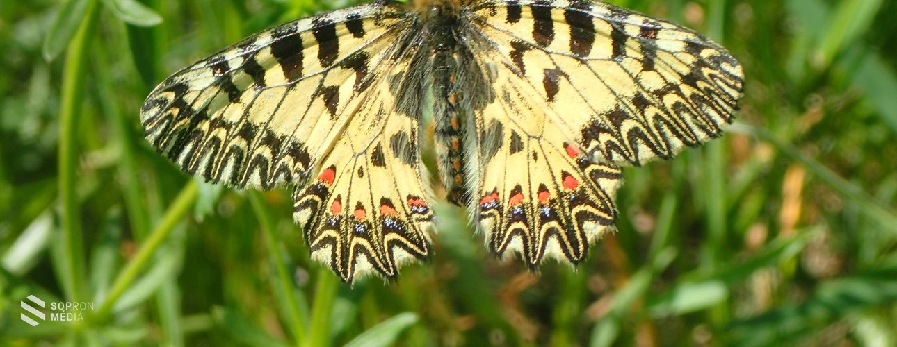 Ezekben a hetekben repül egyik legszebb pillangófajunk, a farkasalmalepke!