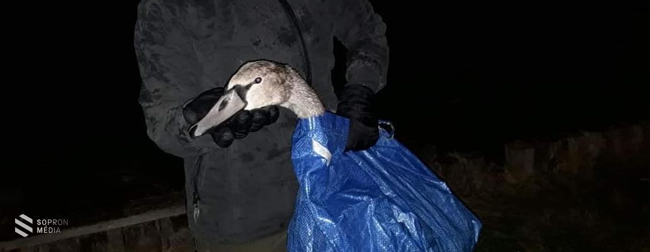 Jégbe fagyott hattyút mentettek soproni állatvédők
