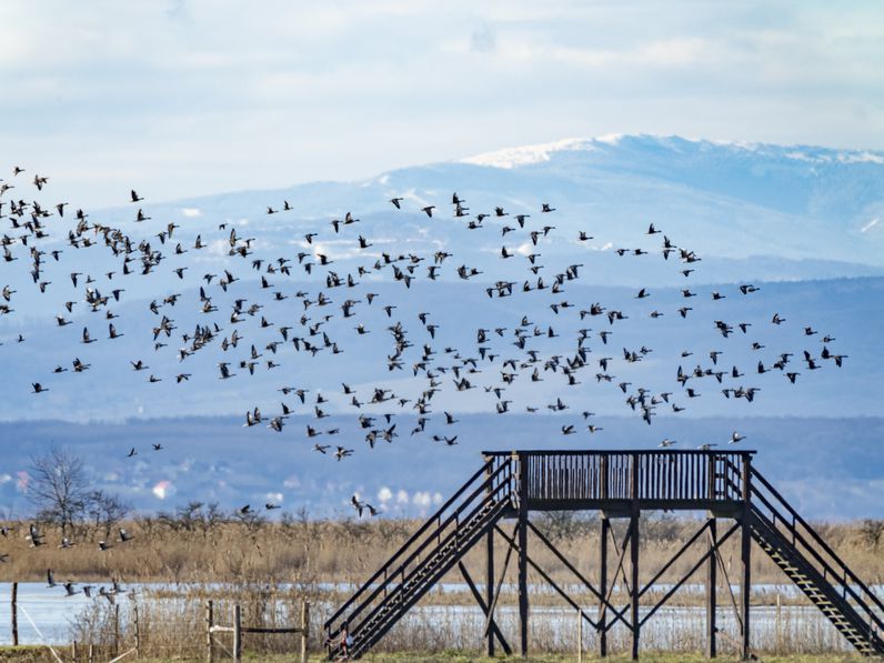 Európai madármegfigyelő nap a Fertőn