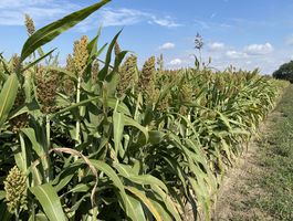 Biztonságos tömegtakarmány-bázis BMR silócirokkal