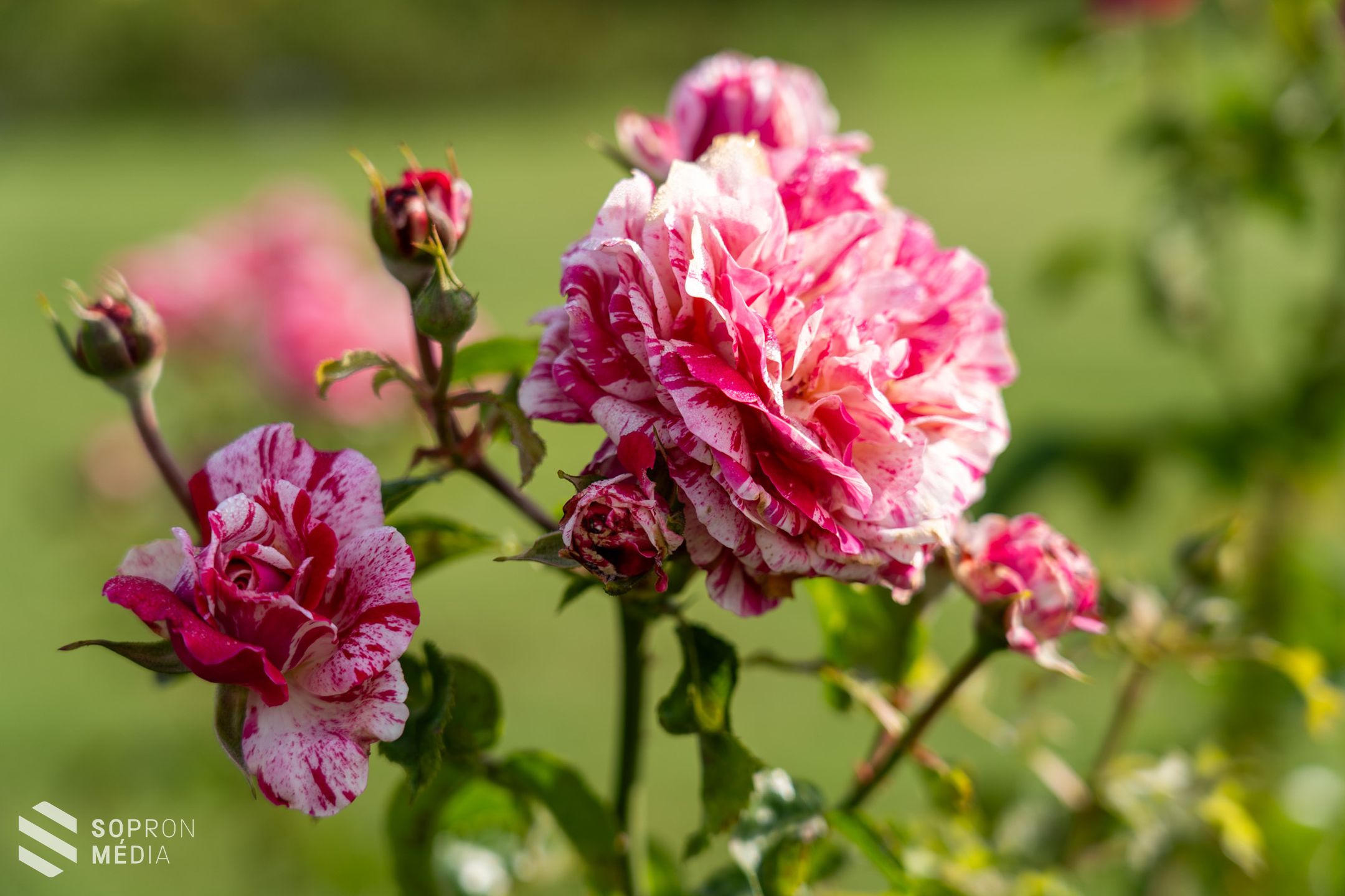 IV. Mőcsényi Mihály Kertművészeti és Kerttörténeti Konferencia