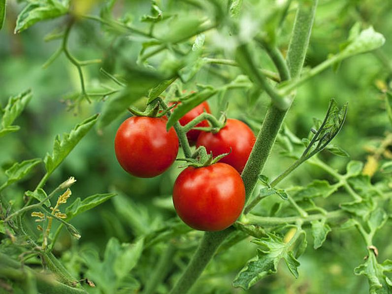 A sokoldalú paradicsom