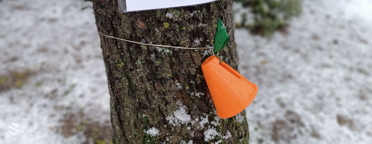 Tündérpor túra a Soproni Parkerdőben