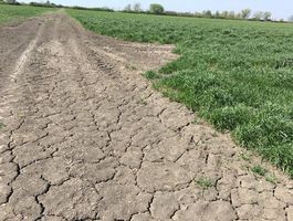 Becva festulolium - Agroprodukt Zrt.,  Ihászi 2020. április 24.