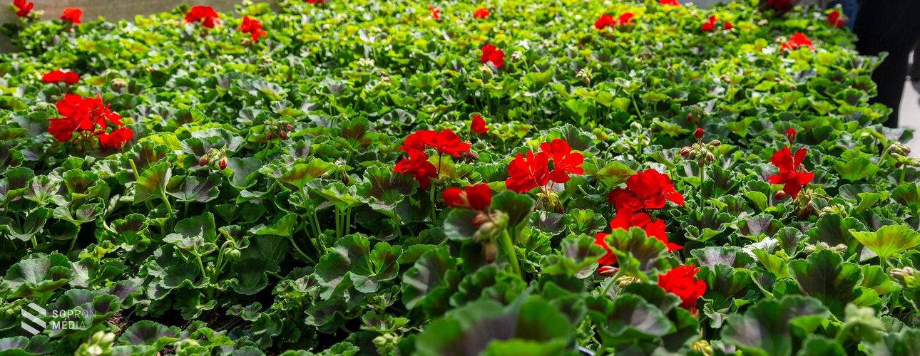 Virágba borult Sopron