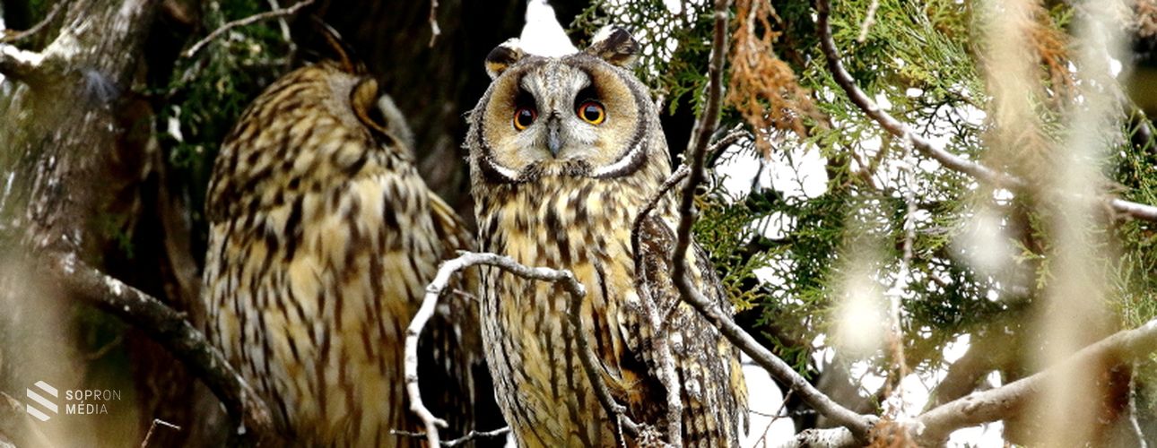 Bagolylesre hív a Fertő-Hanság Nemzeti Park