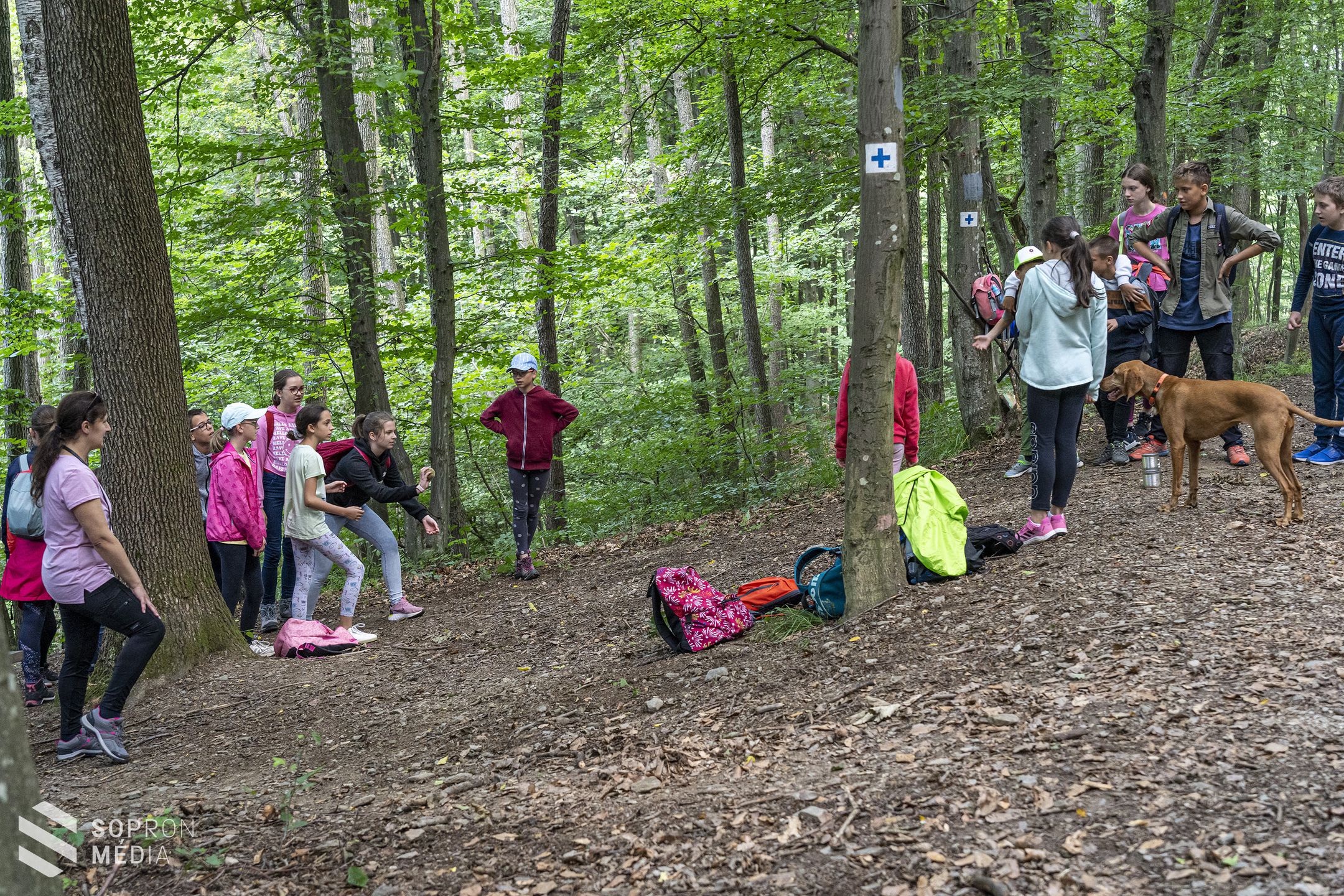 Népszerű az erdei iskola természetjáró tábora