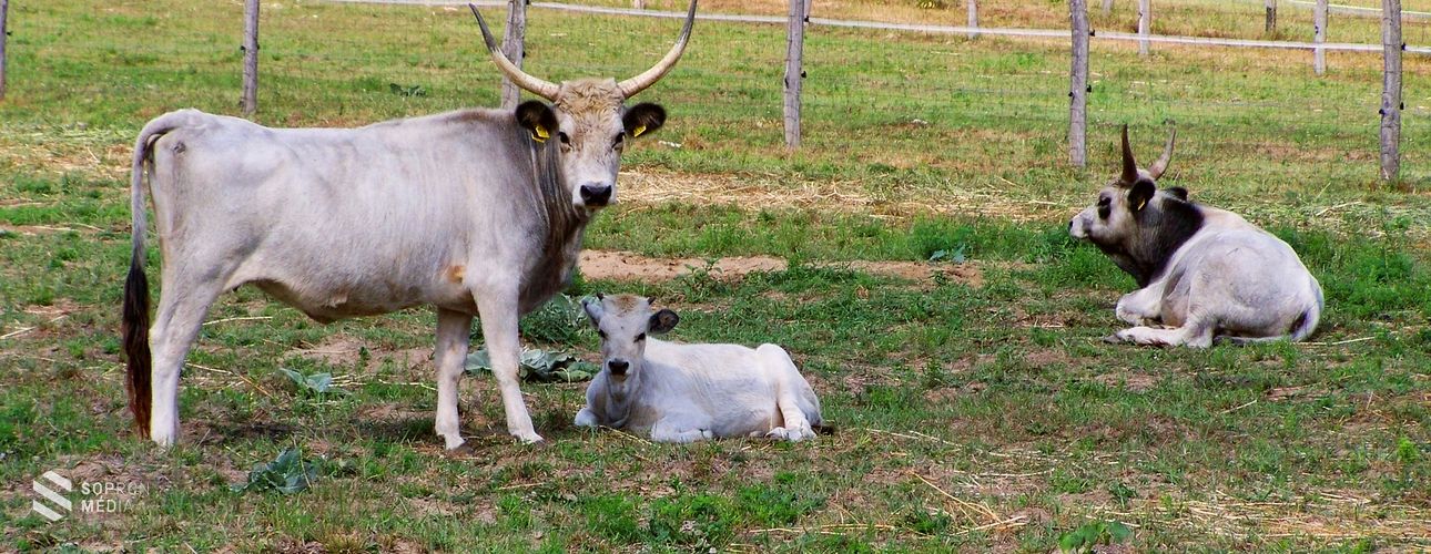 Csúcsminőség a Fertő tó mellől – erről szól a védjegy!