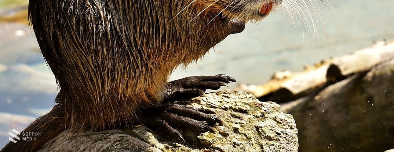 Terjeszkedik a nutria a Fertő-Hanság Nemzeti Parkban is