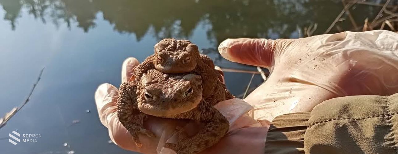 Közel 6800 békán segítettek a Fertő-Hanság Nemzeti Park önkéntesei