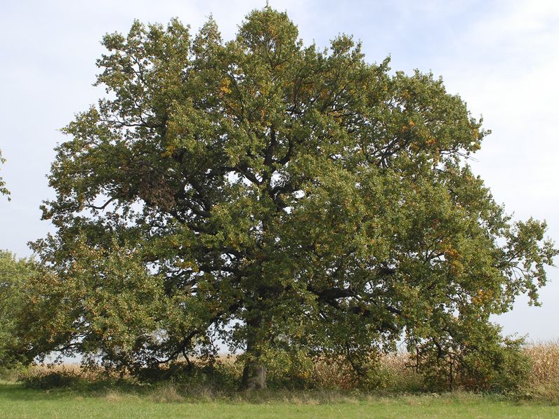 Jobba tölgy és Bartók: érdekességek Jobaházáról