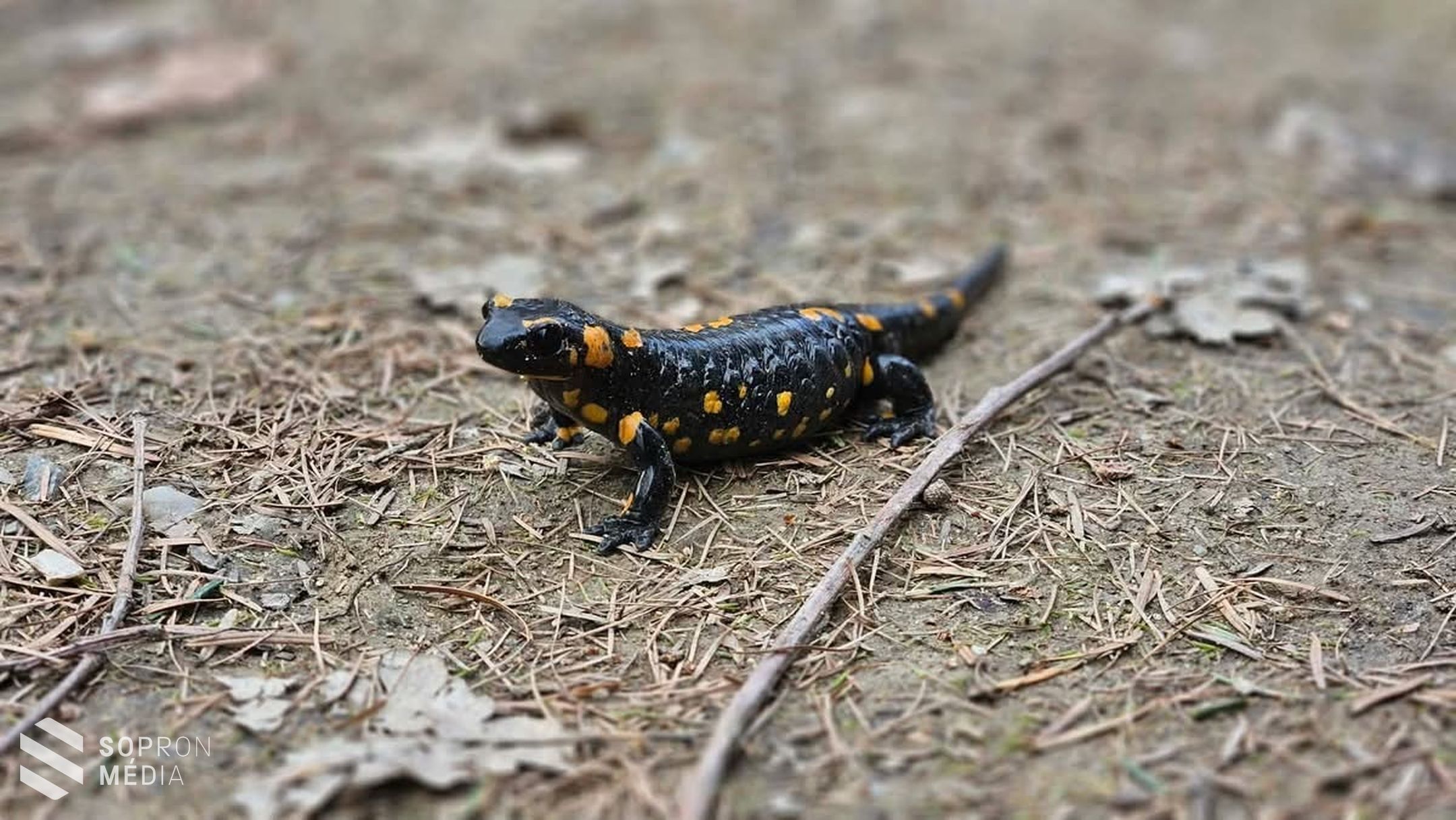 419 résztvevővel zajlott a NyitniKék teljesítménytúra