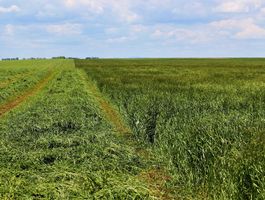 Festulolium betakarítás Pélpusztai Mg. Kft. 2020. június