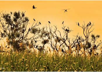 Tisza-tavi Madárrezervátum