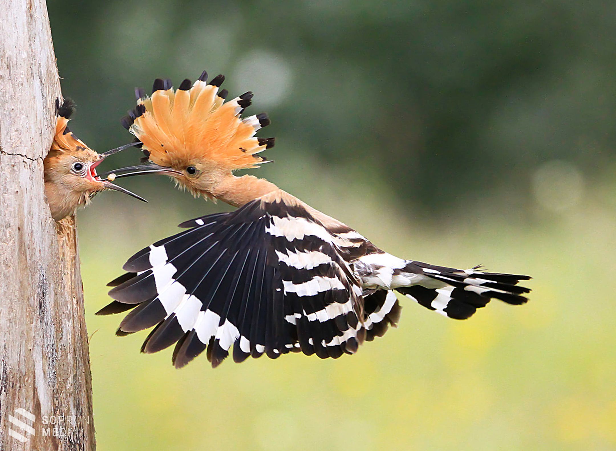 Aranyérmes lett a soproni Kránitz Roland