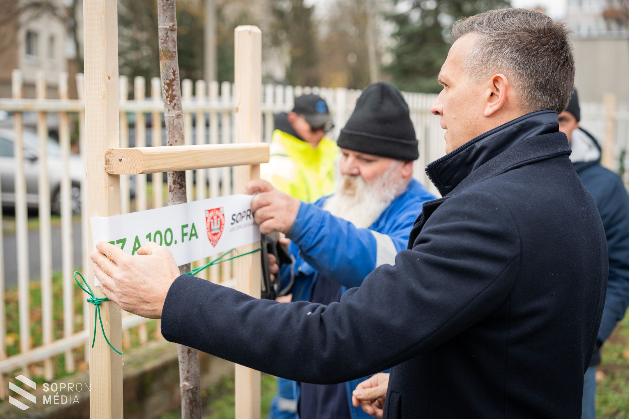 Elültették a 100. új fát Sopronban