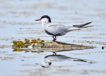 Tisza-tavi Madárrezervátum