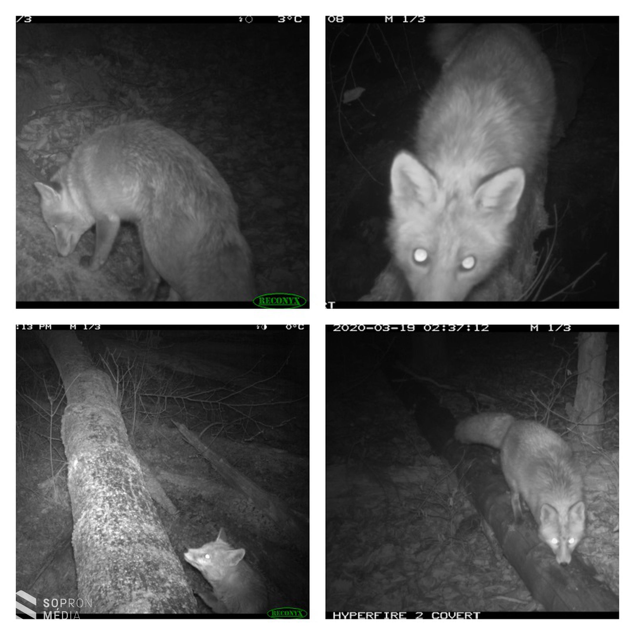 Különleges vadkamerás felvételek a Soproni-hegység állatairól