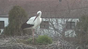 Fertőhomokra is megérkezett az első gólya