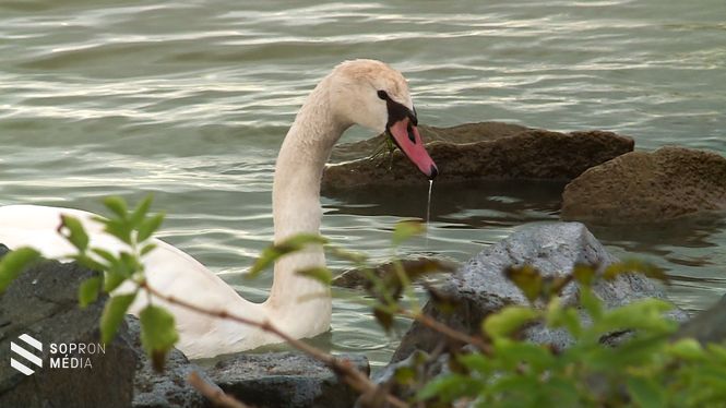 A tó élővilága rugalmasan alkalmazkodik a gyakorta változó vízszinthez