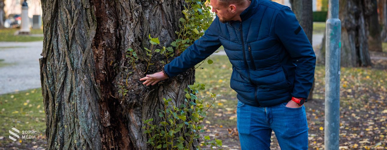 Betegek és veszélyesek az idős nyárfák, ezért új fákat telepítenek a Deák térre